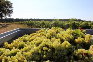 vino